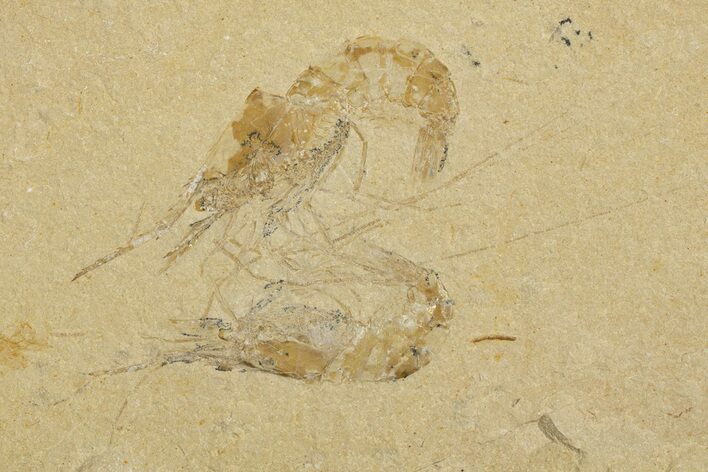Two Cretaceous Fossil Shrimp - Lebanon #323721